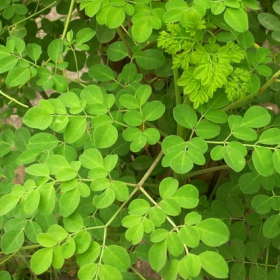 MORINGA AND HEALTHIER BONES 3 Benefits of Moringa